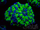 WYSIWYG Euphyllia paraancora (Maricultura acclimatata sotto LED)