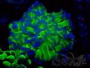 WYSIWYG Euphyllia paraancora (Mariculture acclimated under LED)