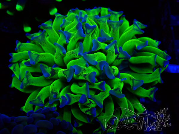 WYSIWYG Euphyllia paraancora (Maricultura aclimatada bajo LED)