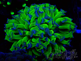WYSIWYG Euphyllia paraancora (Marikultur akklimatisiert unter LED)