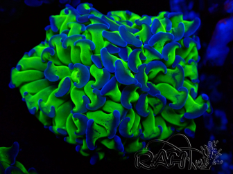 WYSIWYG Euphyllia paraancora (Mariculture acclimaté sous LED) 4J7