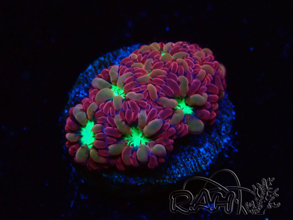WYSIWYG - RAH Blastomussa merleti Merlot