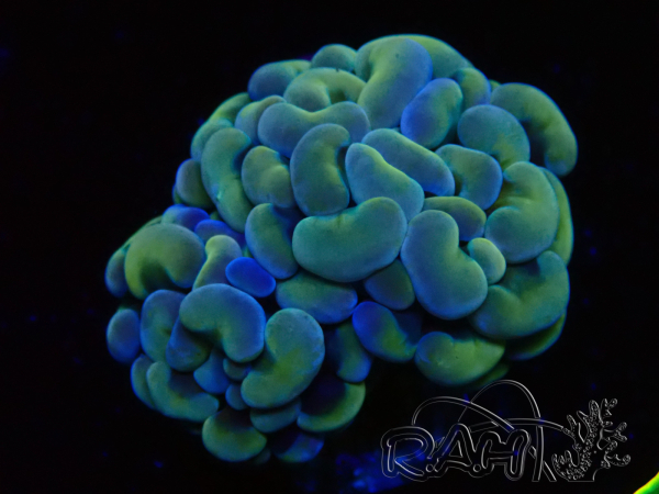 WYSIWYG Euphyllia paraancora (Maricultura acclimata sotto LED) 4A2