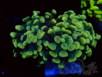 WYSIWYG Euphyllia paraancora (Mariculture acclimated under LED) 4A6