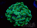 WYSIWYG Euphyllia paraancora (Maricoltura acclimatata sotto LED) 4B1