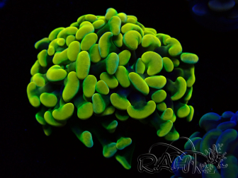 WYSIWYG Euphyllia paraancora (Unter LED akklimatisierte Marikultur) 4B2