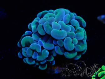 WYSIWYG Euphyllia paraancora (Maricultura acclimata sotto LED) 4A2