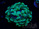 WYSIWYG Euphyllia paraancora (Mariculture acclimaté sous LED) 4B1