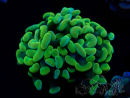 WYSIWYG Euphyllia paraancora (Maricoltura acclimatata sotto LED) 4B2