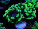 WYSIWYG Euphyllia paraancora (Mariculture acclimaté sous LED) 4B5