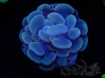 WYSIWYG Euphyllia paraancora (Maricultura acclimatata sotto LED) 4C4