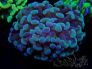 WYSIWYG Euphyllia paraancora (Acclimatato alla maricoltura sotto LED) 4C5