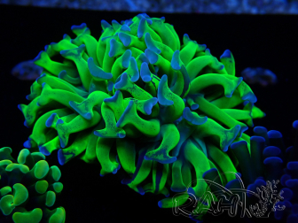 WYSIWYG Euphyllia paraancora (Maricoltura acclimatata sotto LED) 4C6