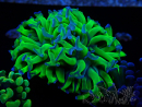 WYSIWYG Euphyllia paraancora (Maricoltura acclimatata sotto LED) 4C6