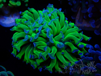 WYSIWYG Euphyllia paraancora (Mariculture acclimaté sous LED) 4C6