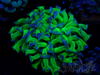 WYSIWYG Euphyllia paraancora (Maricultura acclimatata sotto LED) 4D1