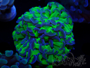WYSIWYG Euphyllia paraancora (Mariculture acclimaté sous LED) 4D2