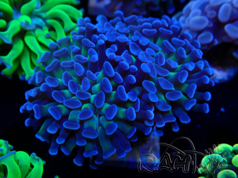 WYSIWYG Euphyllia paraancora (Mariculture acclimaté sous LED) 4D5