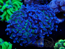 WYSIWYG Euphyllia paraancora (Mariculture acclimaté sous LED) 4D5