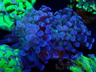 WYSIWYG Euphyllia paraancora (Mariculture acclimaté sous LED) 4D6