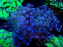 WYSIWYG Euphyllia paraancora (unter LED akklimatisierte Marikultur) 4D6