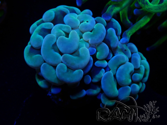 WYSIWYG Euphyllia paraancora (unter LED akklimatisierte Marikultur) 4D5
