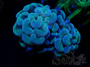 WYSIWYG Euphyllia paraancora (Maricultura aclimatada bajo LED) 4D5