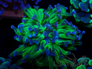 WYSIWYG Euphyllia paraancora (Mariculture acclimaté sous LED) 4E4