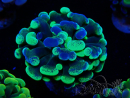 WYSIWYG Euphyllia paraancora (Mariculture acclimaté sous LED) 4F1