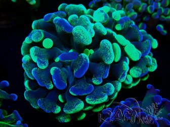 WYSIWYG Euphyllia paraancora (Maricoltura acclimatata sotto LED) 4F2