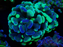WYSIWYG Euphyllia paraancora (Mariculture acclimaté sous LED) 4F2