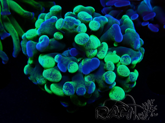 WYSIWYG Euphyllia paraancora (Maricoltura acclimatata sotto LED) 4F6