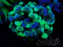 WYSIWYG Euphyllia paraancora (Mariculture acclimaté sous LED) 4F6