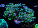 WYSIWYG Euphyllia paraancora (Mariculture acclimaté sous LED) 4G3