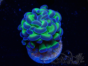 WYSIWYG Euphyllia paraancora (Mariculture acclimaté sous LED) 4G10