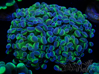 WYSIWYG Euphyllia paraancora (Mariculture acclimaté sous LED) 4H1