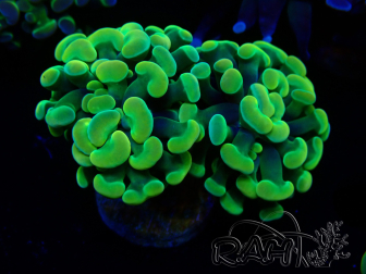 WYSIWYG Euphyllia paraancora (Mariculture acclimaté sous LED) 4H3