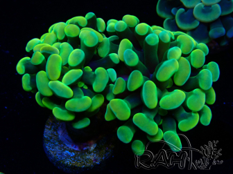 WYSIWYG Euphyllia paraancora (Maricultura aclimatada bajo LED) 4H4