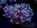 WYSIWYG Euphyllia paraancora (Mariculture acclimated under LED) 4H6