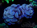 WYSIWYG Euphyllia paraancora (Mariculture acclimaté sous LED) 4H9