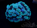 WYSIWYG Euphyllia paraancora (Mariculture acclimaté sous LED) 4H10