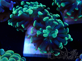 WYSIWYG Euphyllia paraancora (Mariculture acclimaté sous LED) 4I1