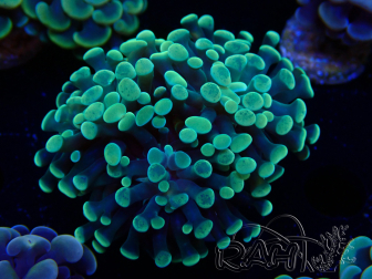 WYSIWYG Euphyllia paraancora (Mariculture acclimaté sous LED) 4I2