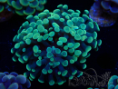 WYSIWYG Euphyllia paraancora (Mariculture acclimaté sous LED)