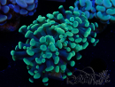 WYSIWYG Euphyllia paraancora (Mariculture acclimaté sous LED)