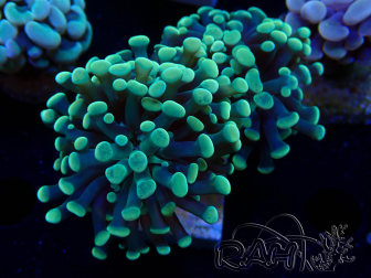 WYSIWYG Euphyllia paraancora (Mariculture acclimaté sous LED) 4I4