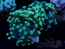 WYSIWYG Euphyllia paraancora (Marikultur akklimatisiert unter LED)