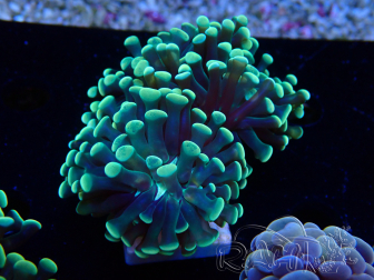 WYSIWYG Euphyllia paraancora (Mariculture acclimaté sous LED) 4I5