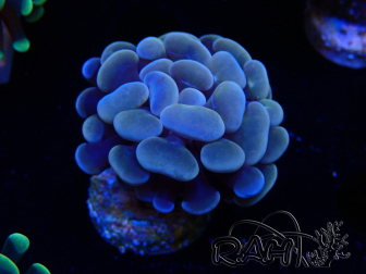 WYSIWYG Euphyllia paraancora (Mariculture acclimaté sous LED) 4I6