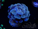 WYSIWYG Euphyllia paraancora (Mariculture acclimated under LED)
